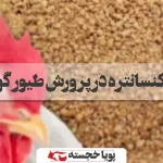 انواع کنسانتره در پرورش طیور گوشتی