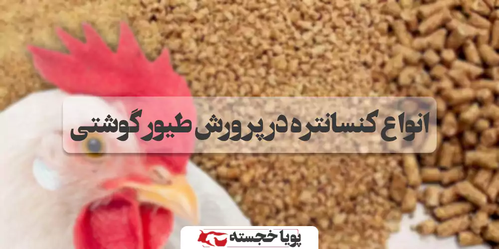 انواع کنسانتره در پرورش طیور گوشتی