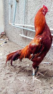 خروس لاری